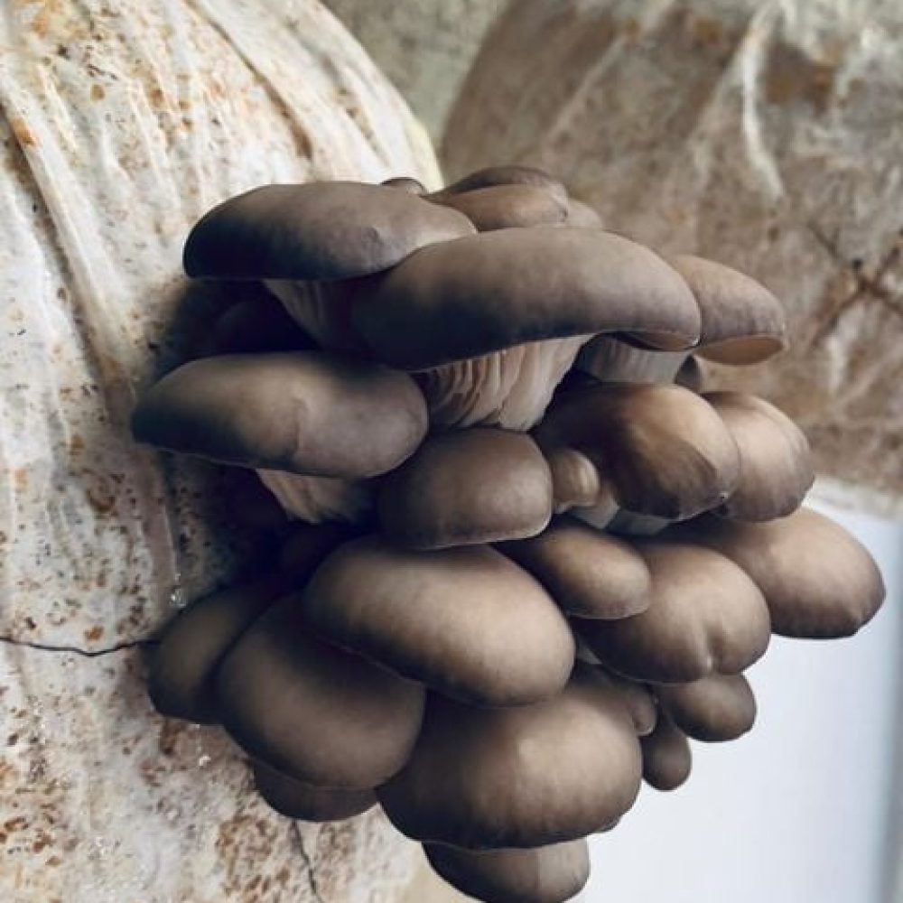 162574241_986934915046421_3747915350397147492_n