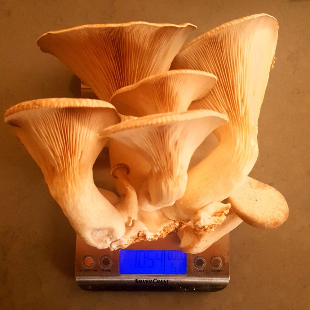 165648655_991311721275407_4806456438796130389_n