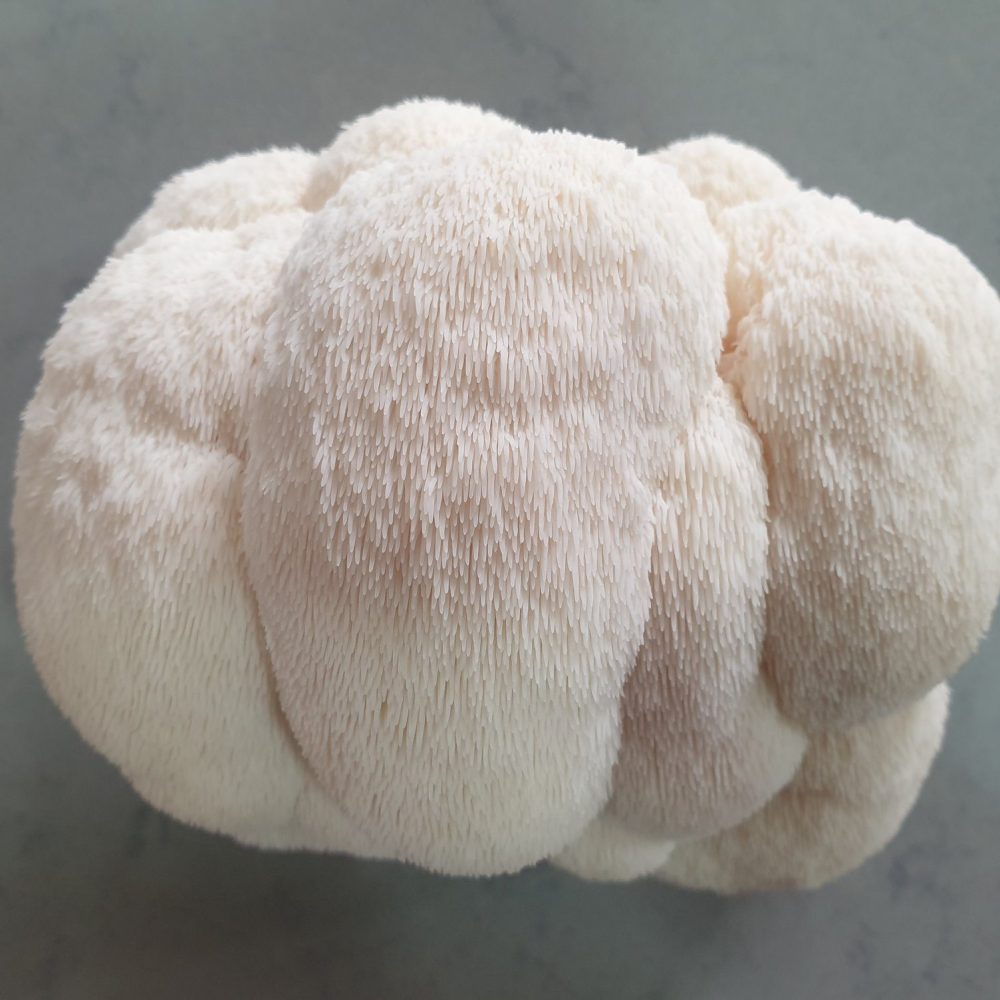 177770331_1007581929648386_6006991298385154236_n