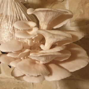 Italian Oyster mushroom Spawn
