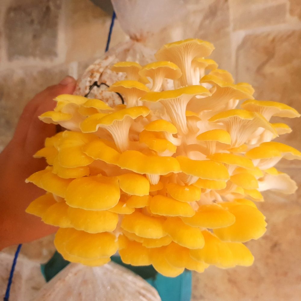 351162979_216853087833146_2457910134316520387_n