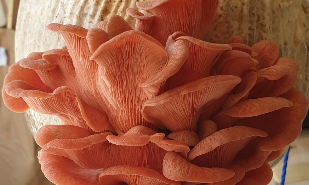 61892826_557293728010544_6589436420065067008_n