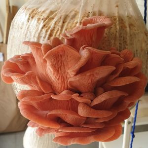 Pink Oyster mushroom Spawn