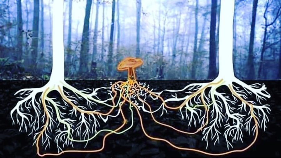 TreesMushroom