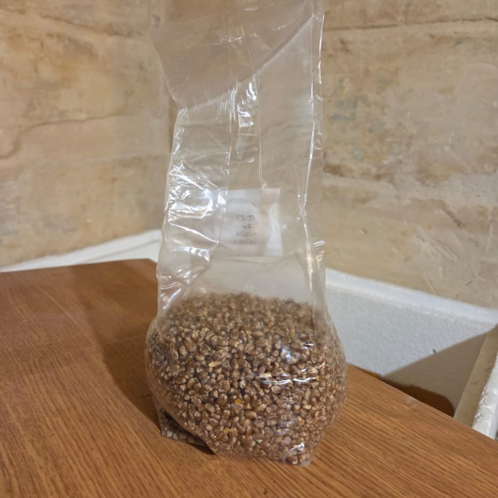 WhatsApp Image 2026-03-11 at 22.12.26