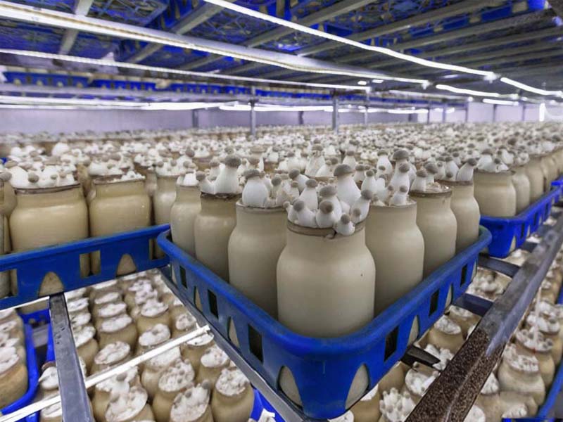 Commercial mushroom farm using bottle cultivation in a climate-controlled growing room