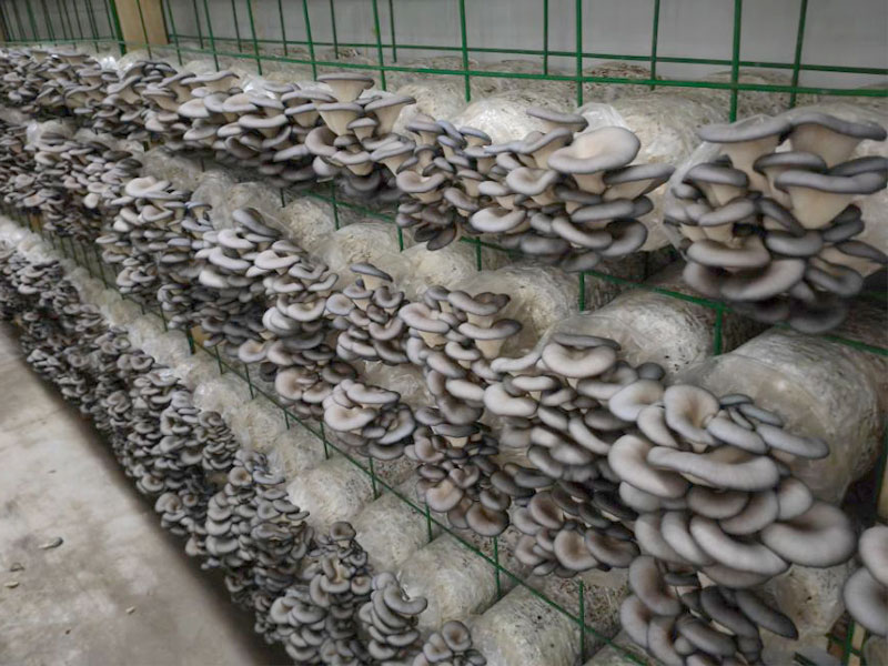 Oyster mushrooms fruiting from substrate bags on racks in a commercial grow room